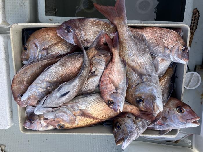 午前中で真鯛19枚(放流7枚)