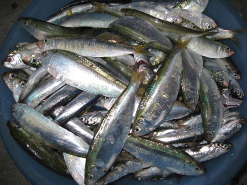 ママカリ（牛窓特産）