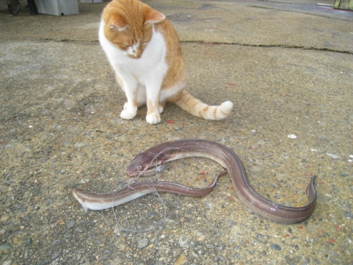 ネコＶＳアナゴ