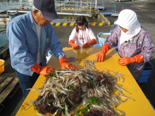 牛窓特産　オオゾエビ