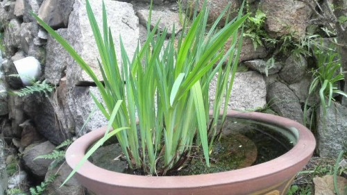 菖蒲