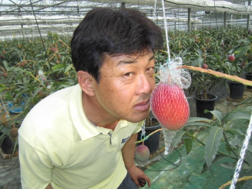 瀬戸内産マンゴー