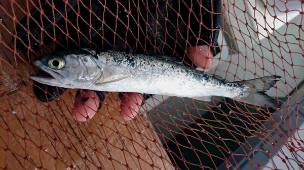 『牛窓沖の釣果』