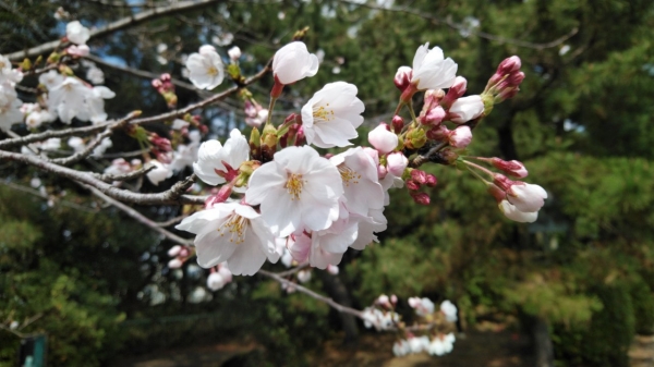 『朝練開幕』