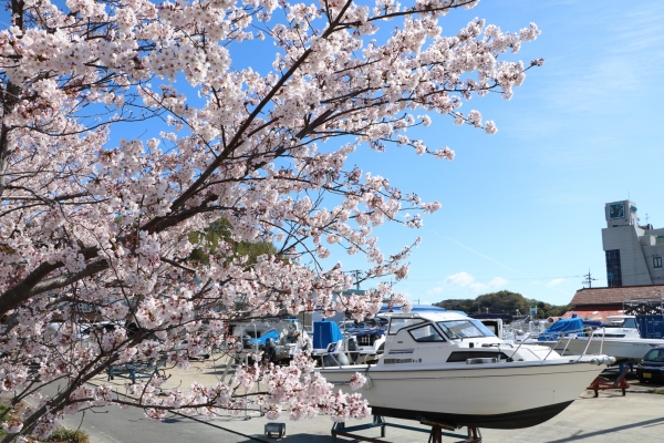 『お花見』