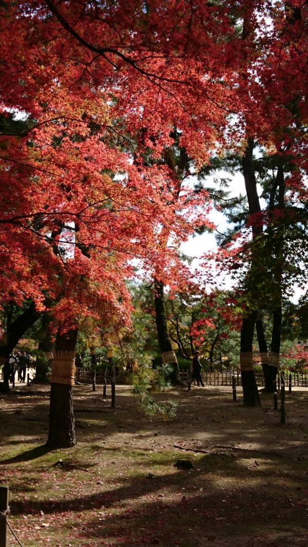 『紅葉の季節』