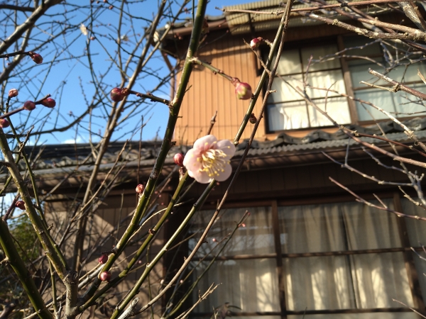 『白梅＆紅梅』