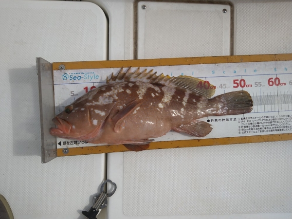 『自己新記録・アコウ』