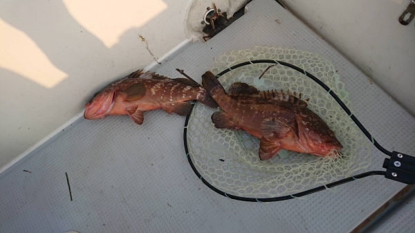 『夏魚』