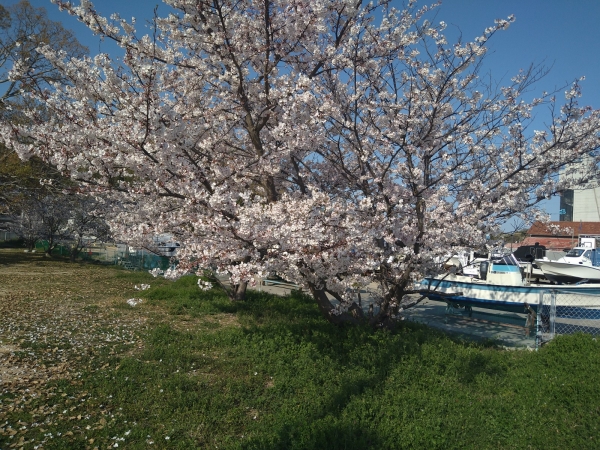 桜とツツジ