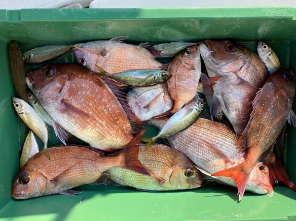 鯛サビキシーズン到来
