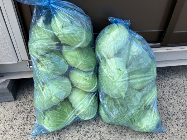 牛窓産冬野菜