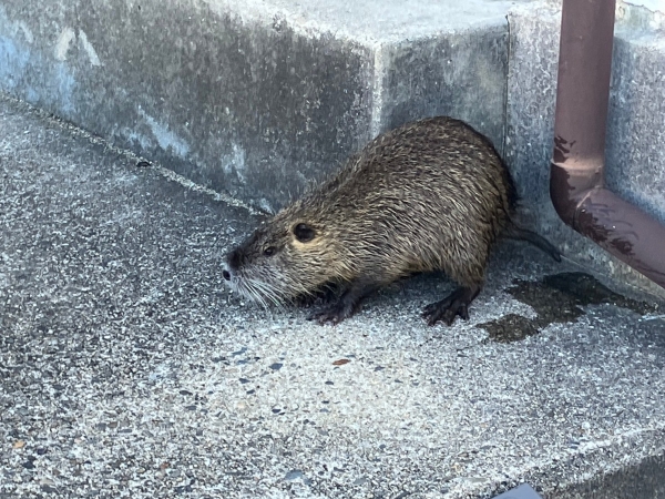 ヌートリア現る