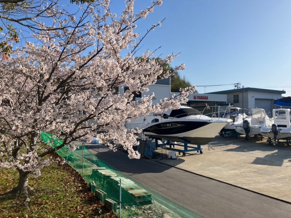 ソメイヨシノ