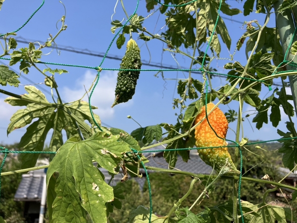 夏枯れ