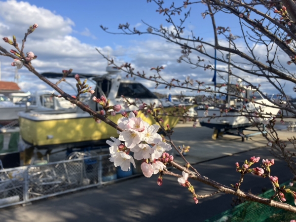 牛窓の桜