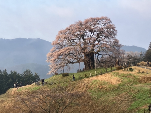 醍醐桜
