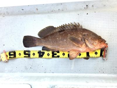 アコウ53ｃｍ
