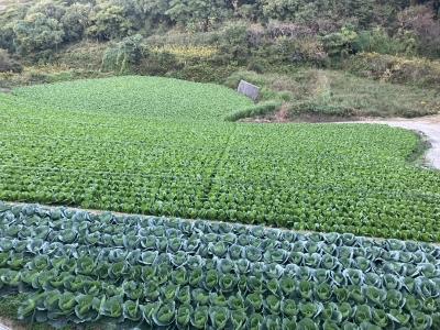 キャベツ＆白菜