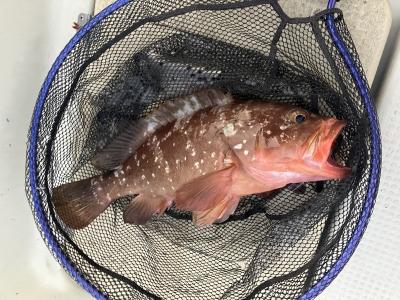 朝練アコウテンヤ