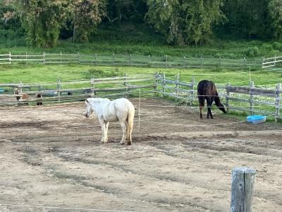 Ushimado　Horse　Village