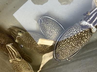 イカ釣り（朝練）