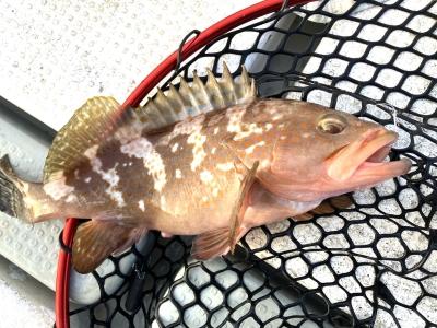 夏魚アコウ