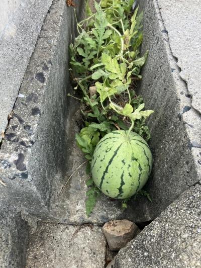 ド根性スイカ！