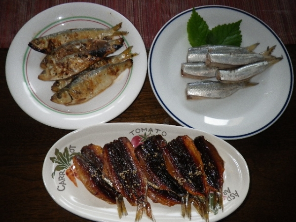 ママカリ　【ニシン目ニシン科ニシン亜科サッパ属】