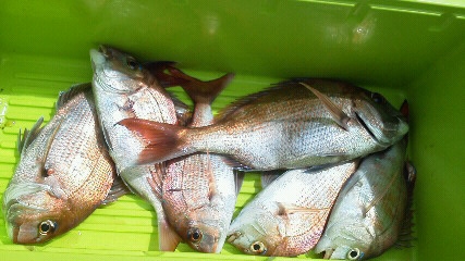 小豆島の鯛釣り