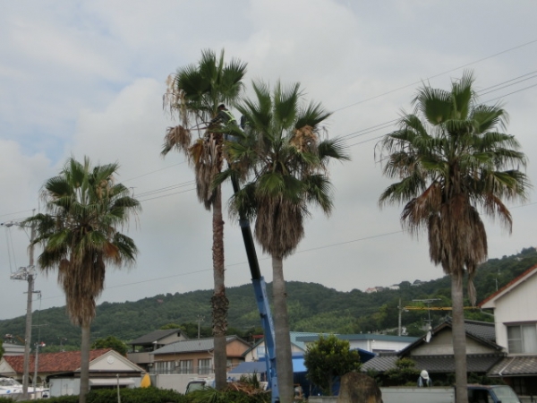 男前になった街路樹！
