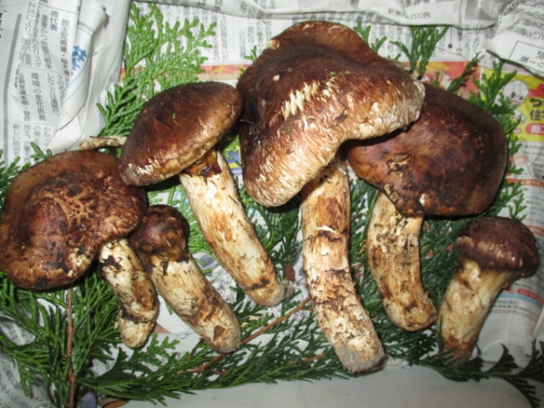 『食欲の秋』