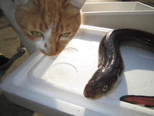猫と対峙