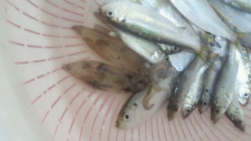 一網での獲物（ママカリ＆ベイカ）