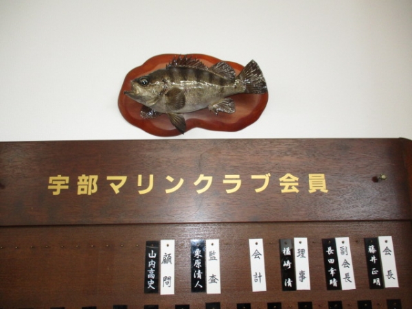 弊社寄贈のメバルの剥製