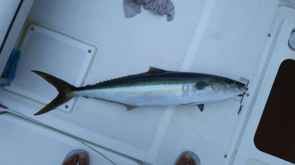 ジグで釣ったツンブリ