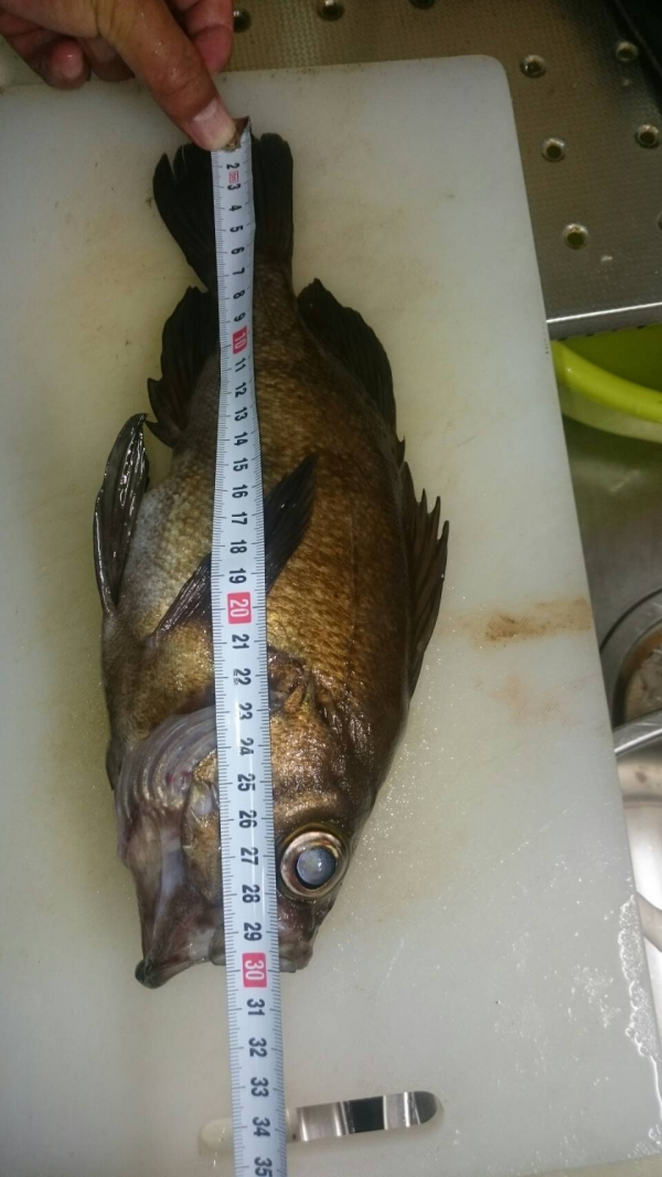 体長30cmともなれば身の厚さも6cm