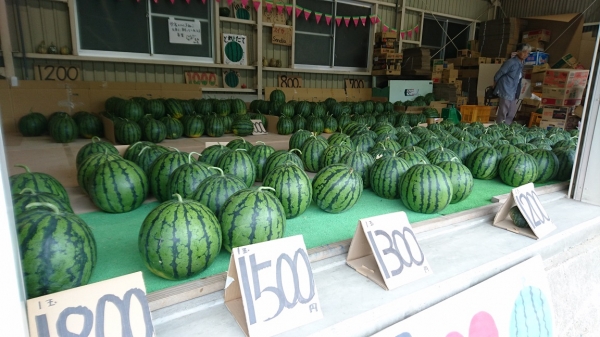十分な日当たりと水はけの良い土壌が甘さの秘訣