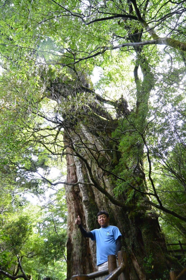 樹齢３０００年の紀元杉、自然と拝みたく成ります