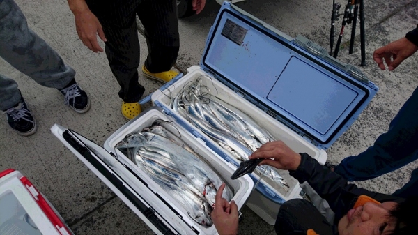 鱗の無い太刀魚の処理は簡単なので私の役目