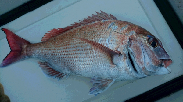 今年の初釣果はジャスト５０㎝のめで鯛！