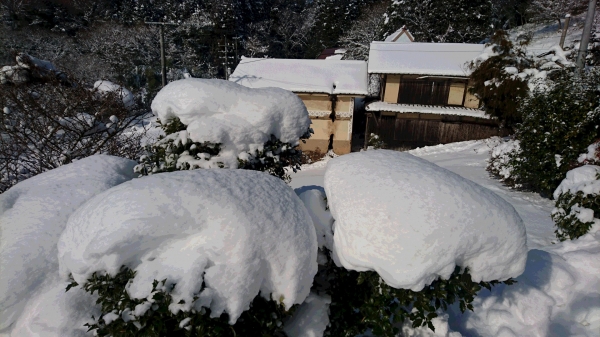 雪による綿帽子