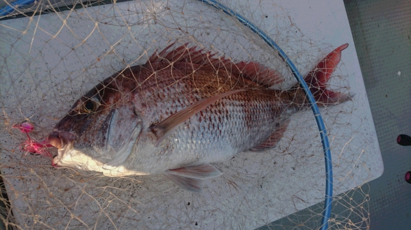 根性で釣った１枚