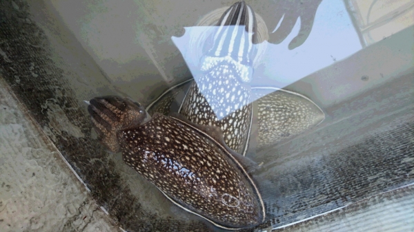 イケスで元気に泳ぐコウイカ