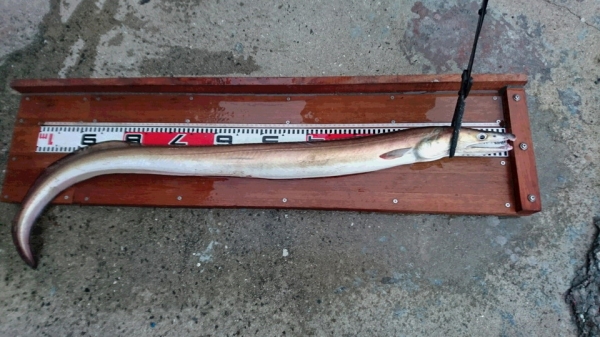 １２０㎝近くある大物