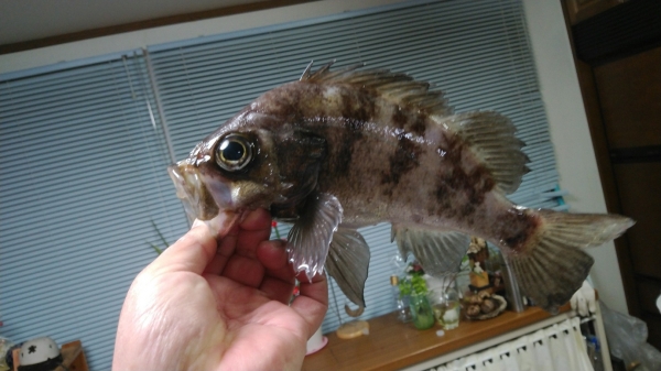産卵後イカナゴを食べ徐々に肥ってきた
