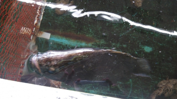 『稀少魚』