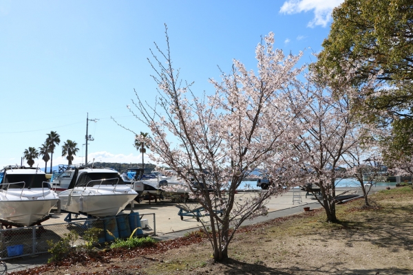 『お花見』