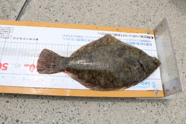 魚の腹を自分に向け右を向くとカレイ