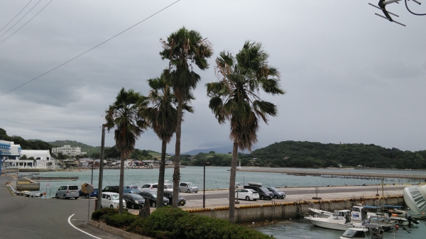 台風接近で椰子も大きく揺れ出した